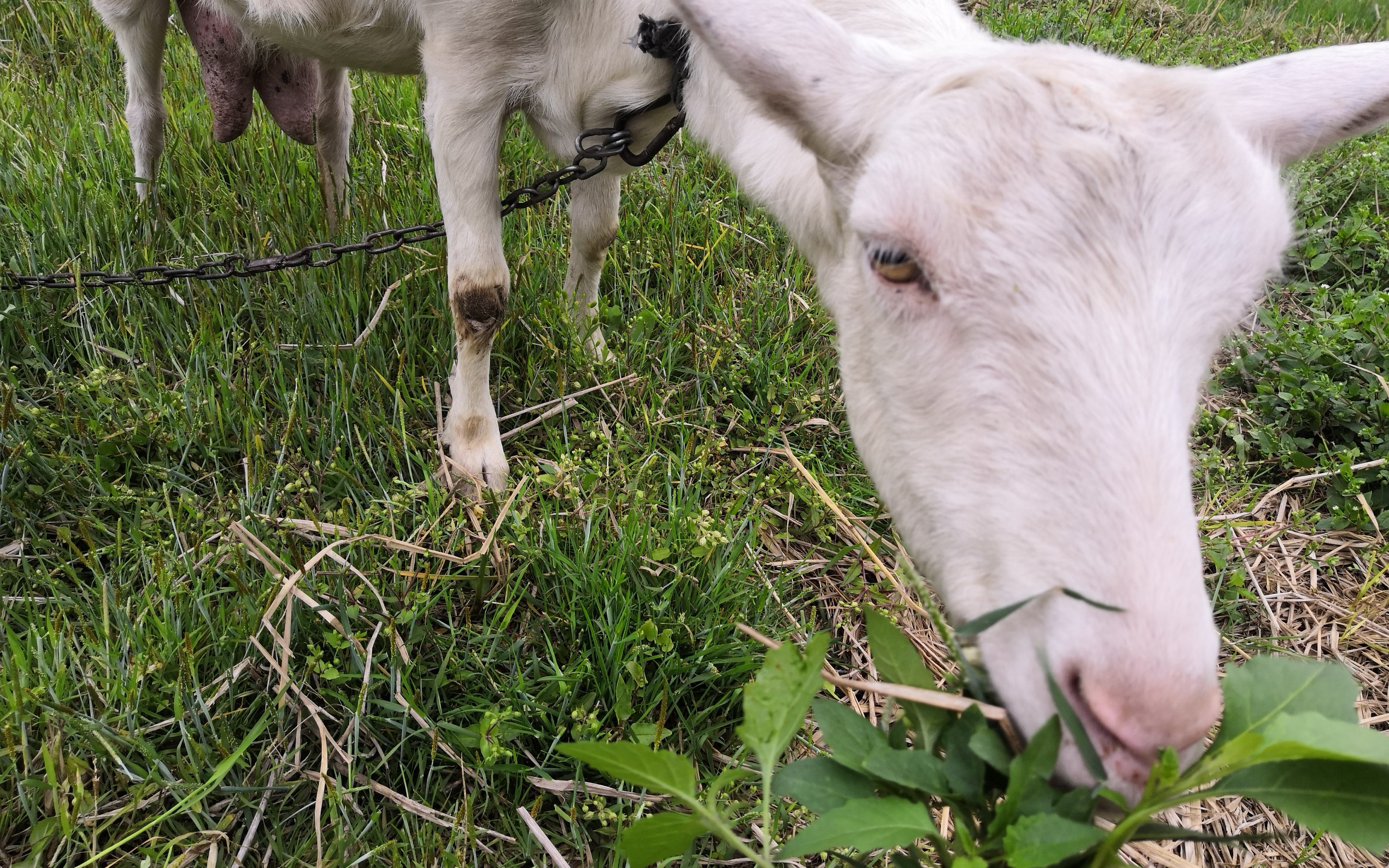 旅行途中喂羊吃草之白山羊黑山羊你要哪只羊咩咩