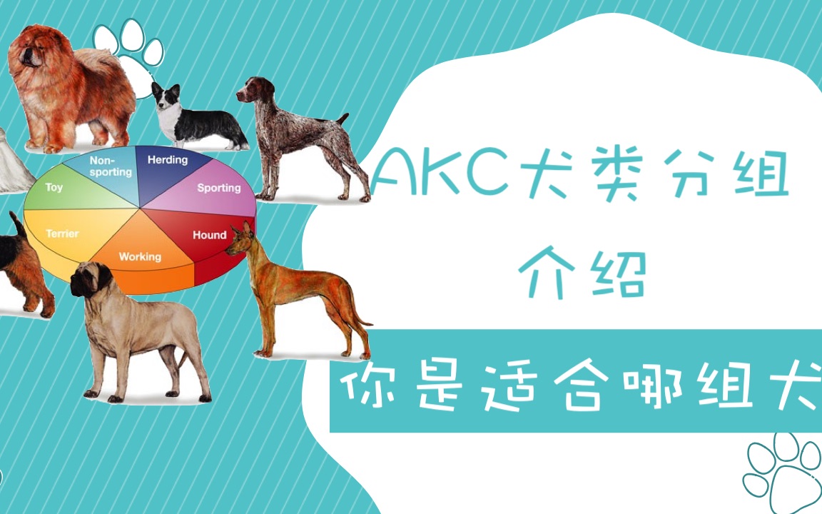 AKC犬类分组介绍,看看你适合哪个组别的犬种哔哩哔哩bilibili