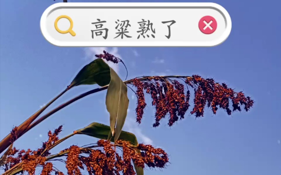 高粱熟了哔哩哔哩bilibili