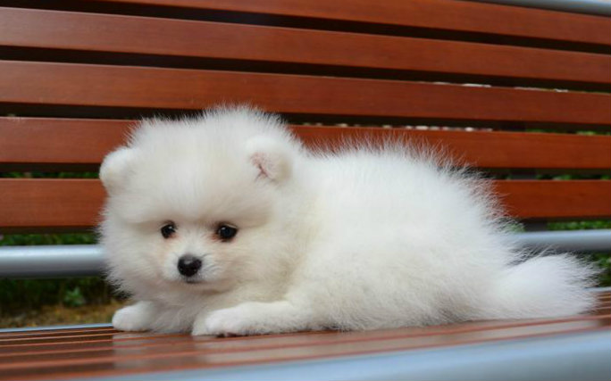 球儿一样的小白狗萌翻了_哔哩哔哩 (゜-゜)つロ 干杯~-bilibili