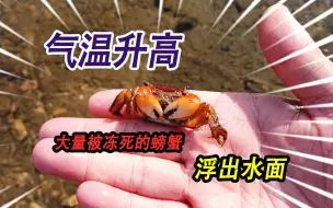 Download Video: 温度升高河里的冰层变薄，大量被冻死的螃蟹，藏在河里的石头下面