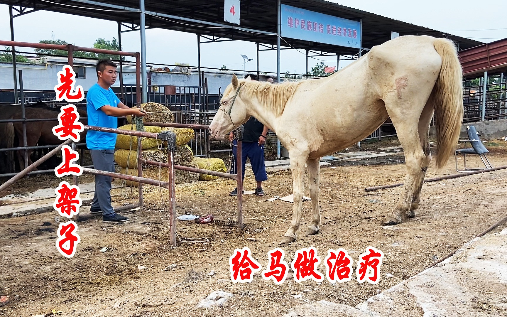 玉石眼母马配马没成功,发炎了,兽医给它治疗一下哔哩哔哩bilibili