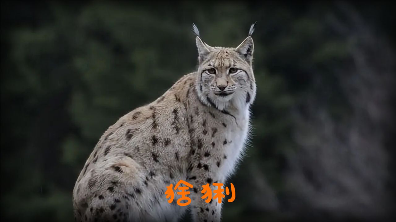 打工猫,猞猁,真是倒霉的一天!