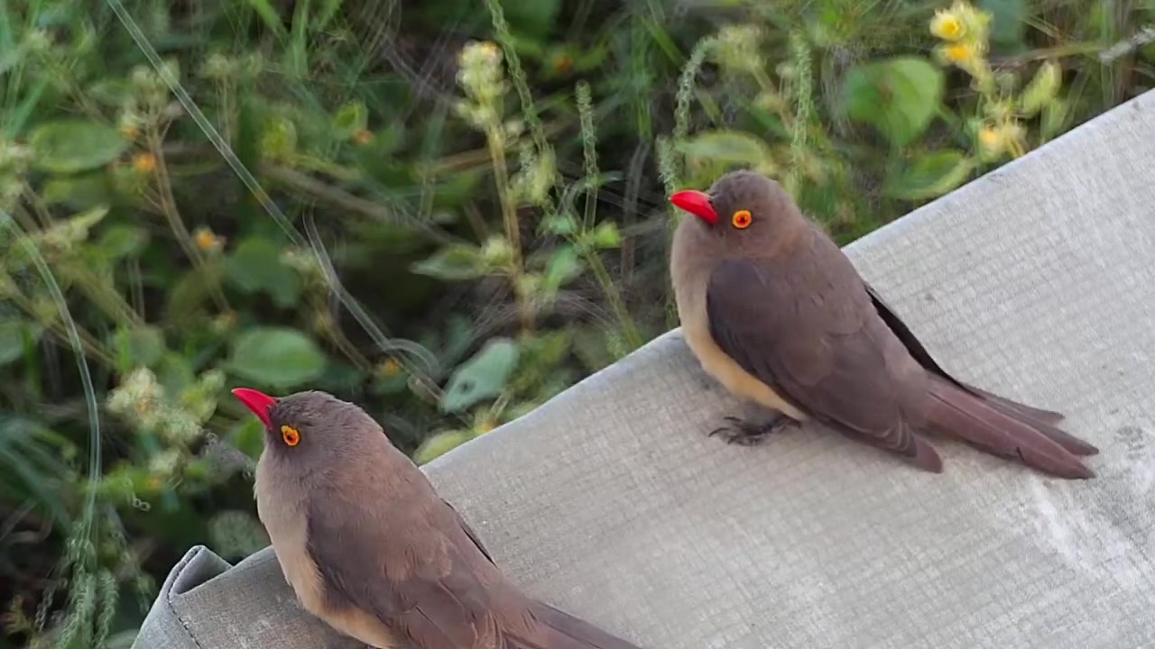 Djuma Redbilled Oxpecker on cover below cam  1716  041821哔哩哔哩bilibili