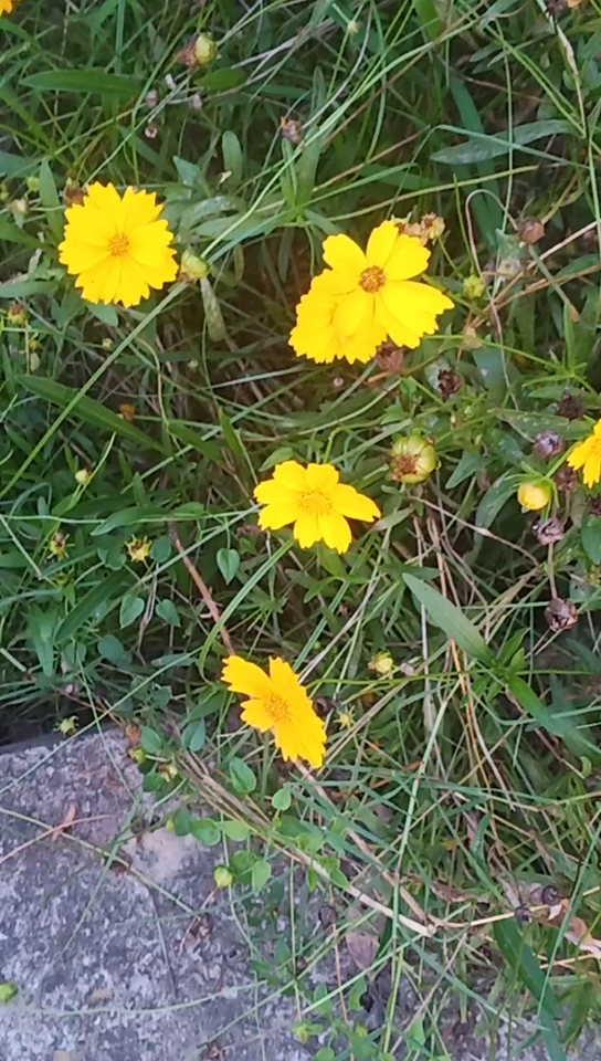 [图]菊残犹有傲霜枝