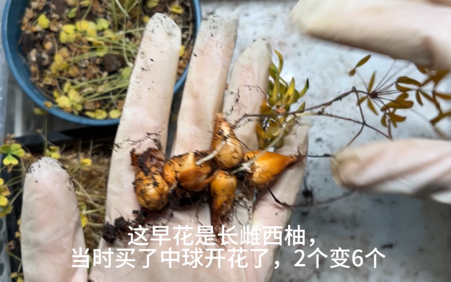 [图]酢浆草收球-长雌西柚，朱砂ob，苹果ob