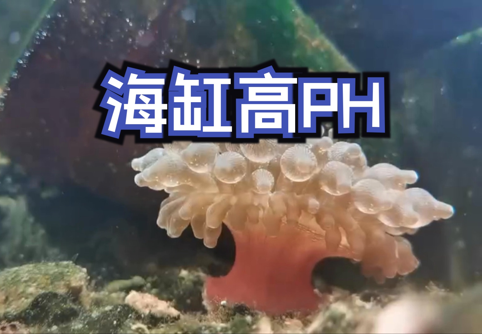 海缸高PH生物变化哔哩哔哩bilibili