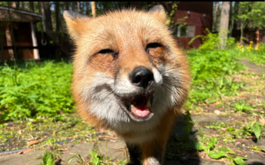 【我咬我咬我咬咬咬】俄罗斯小狐狸阿丽莎超可爱mv(粉丝制作)