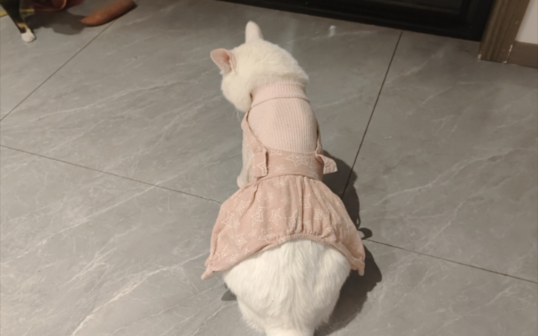穿裙子的猫