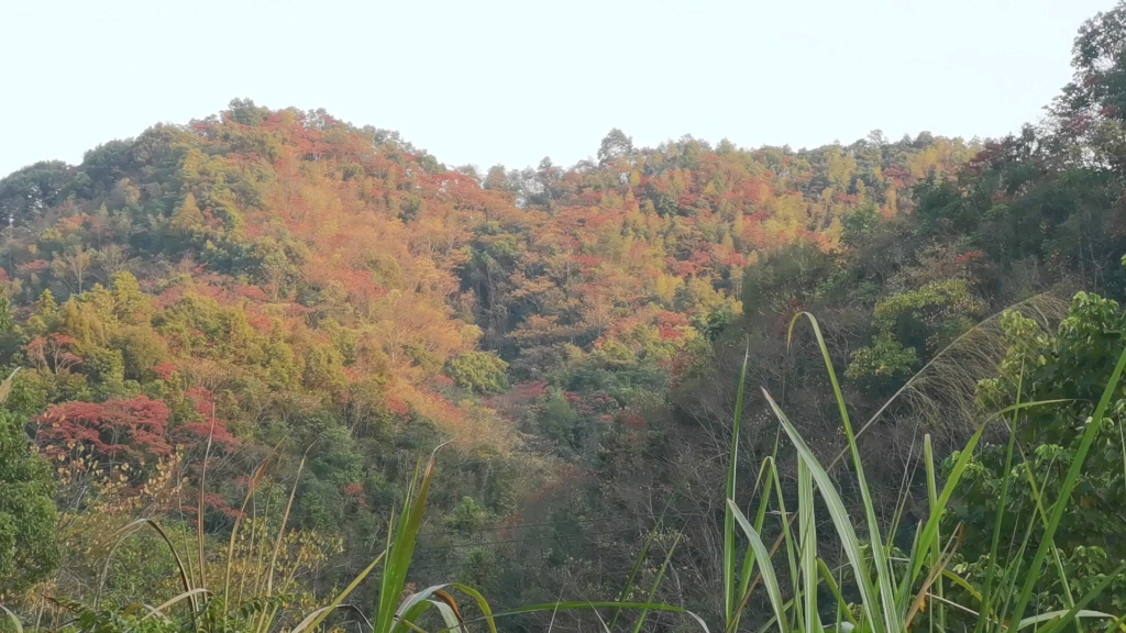 摩旅江西,宜丰县官山国家级自然保护区哔哩哔哩bilibili