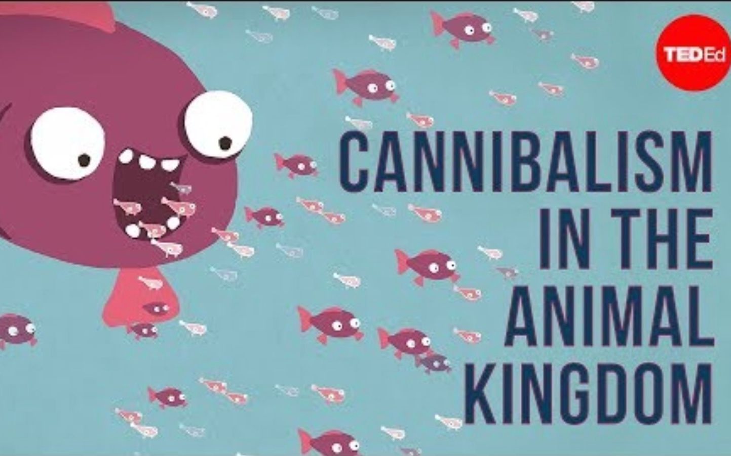 [图]【Ted-ED】自然界中的同类相食 Cannibalism In The Animal Kingdom