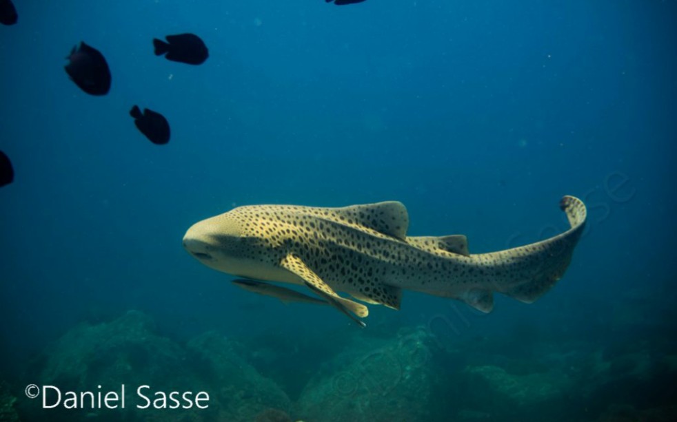 一条白化豹纹鲨在海底翻身蹭痒痒_哔哩哔哩_bilibili