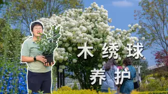 Video herunterladen: 1加仑网红木绣球，如何快速开花1000+