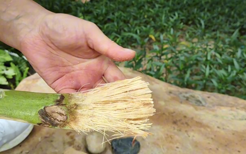 海南陵水我来了(25)买来的椰子柄别扔,砸吧砸吧,可以做成刷锅的刷子