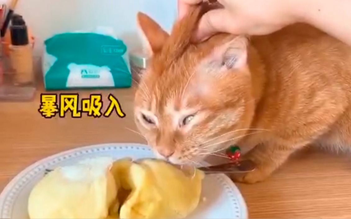 活动作品你见过这么喜欢吃榴莲的小猫咪么
