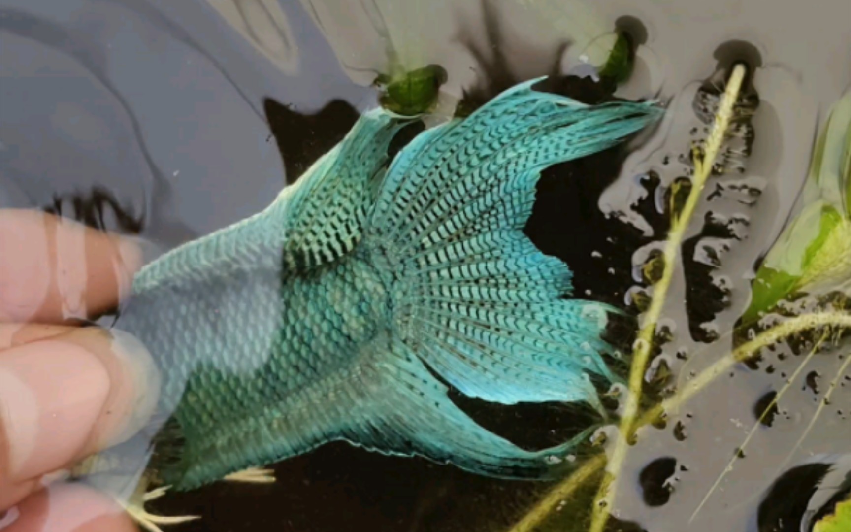 多骨蓝蛇～低温出好鱼,中国斗鱼