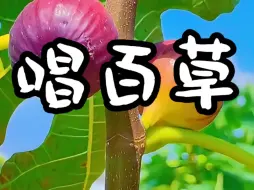 Download Video: 把植物唱给你听，这些植物你都认识吗？