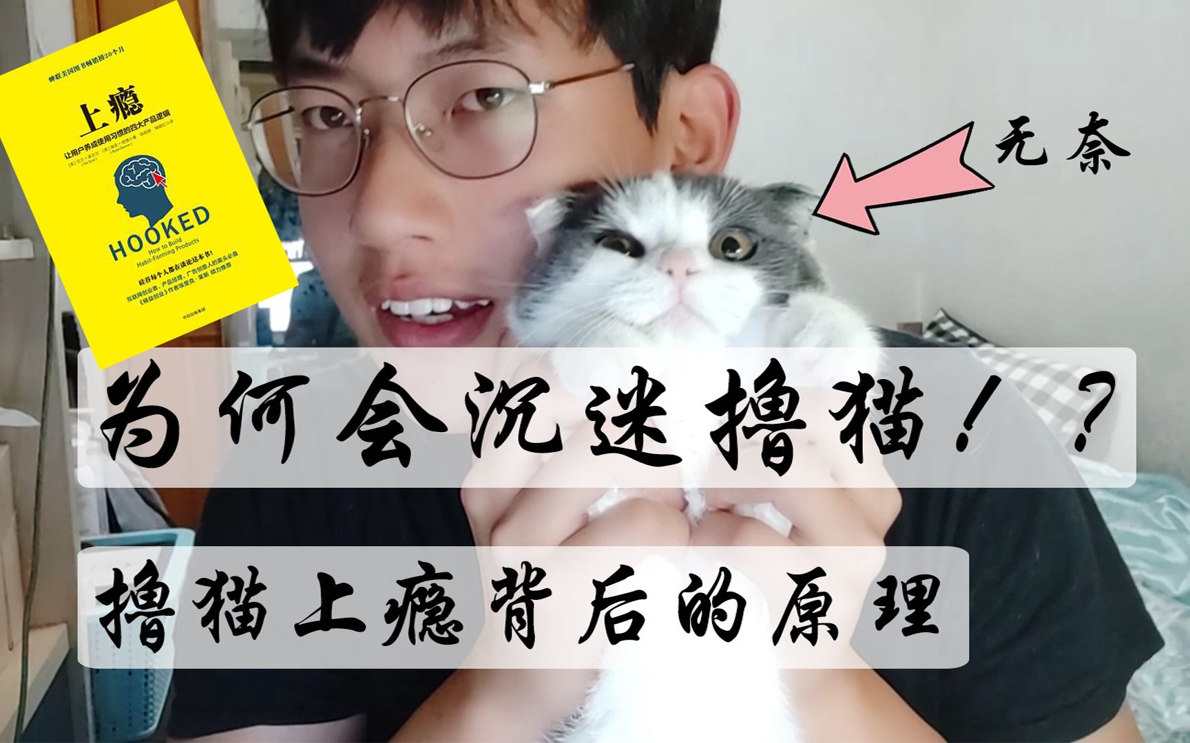 为何会上瘾呢,揭示撸猫上瘾背后的原理!