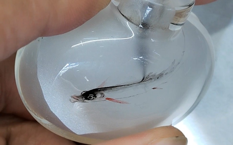 被装在瓶子里的鱼