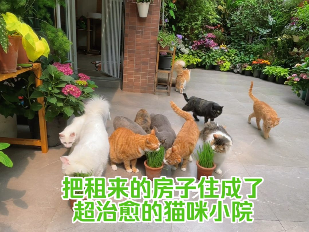 把租来的房子住成了超治愈的猫咪小院