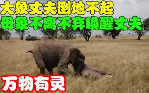 Video herunterladen: 大象丈夫被人射中倒地不起，象群纷纷散去，母象挺身而出保护丈夫