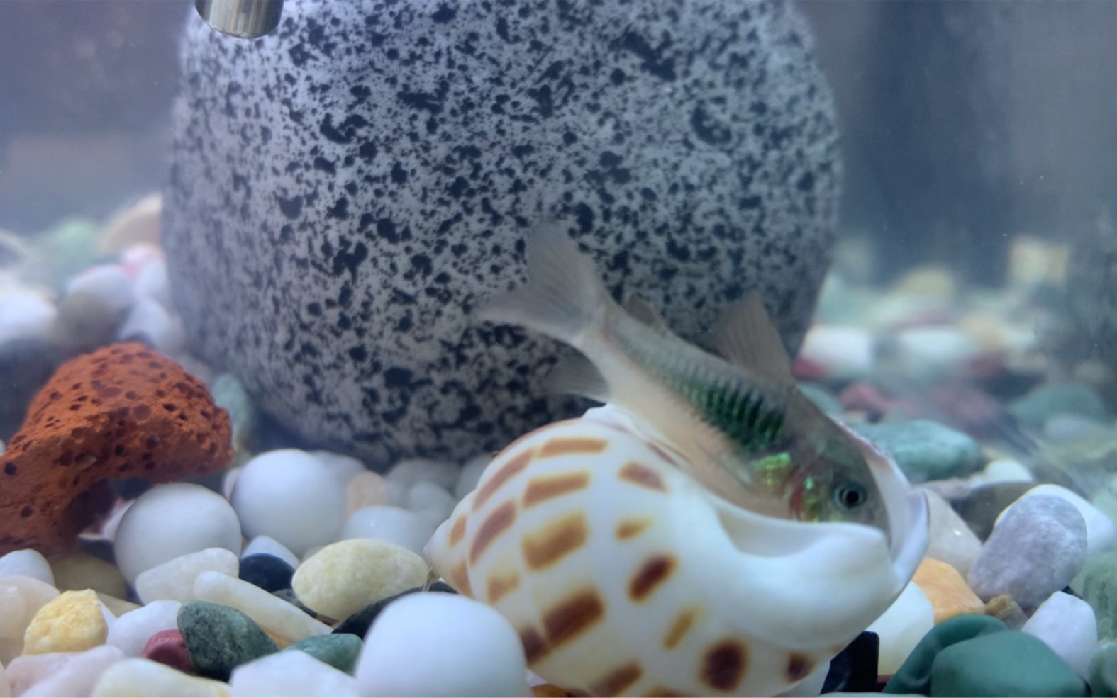 螺:鱼 你 礼 貌 吗 ?