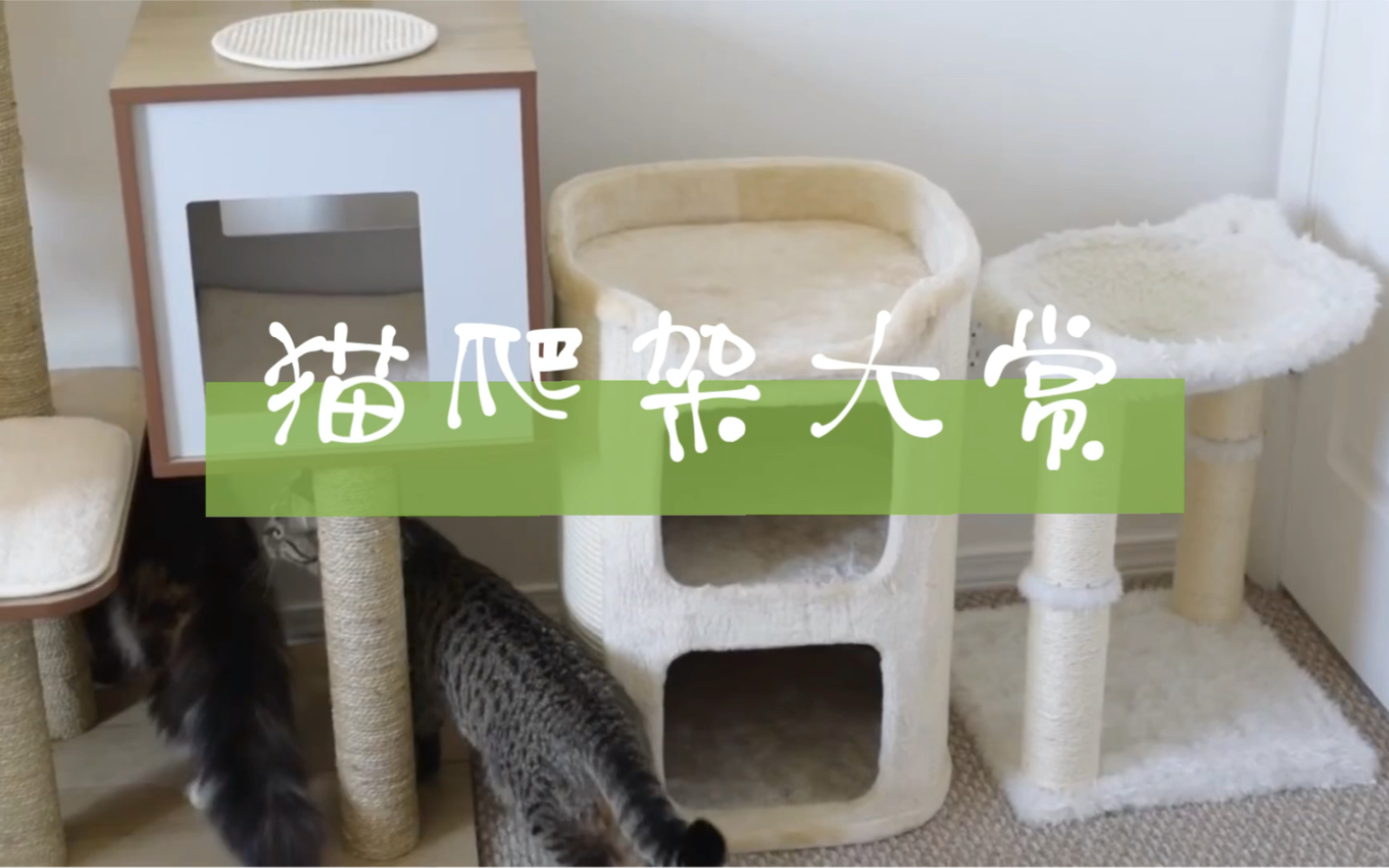 猫爬架大赏哔哩哔哩bilibili