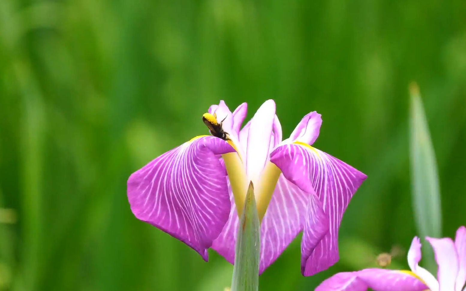 c935 唯美小清新鲜花盛开绿草如茵蜜蜂飞舞采蜜花园花圃公园野外大自然景色活力春天视频素材哔哩哔哩bilibili