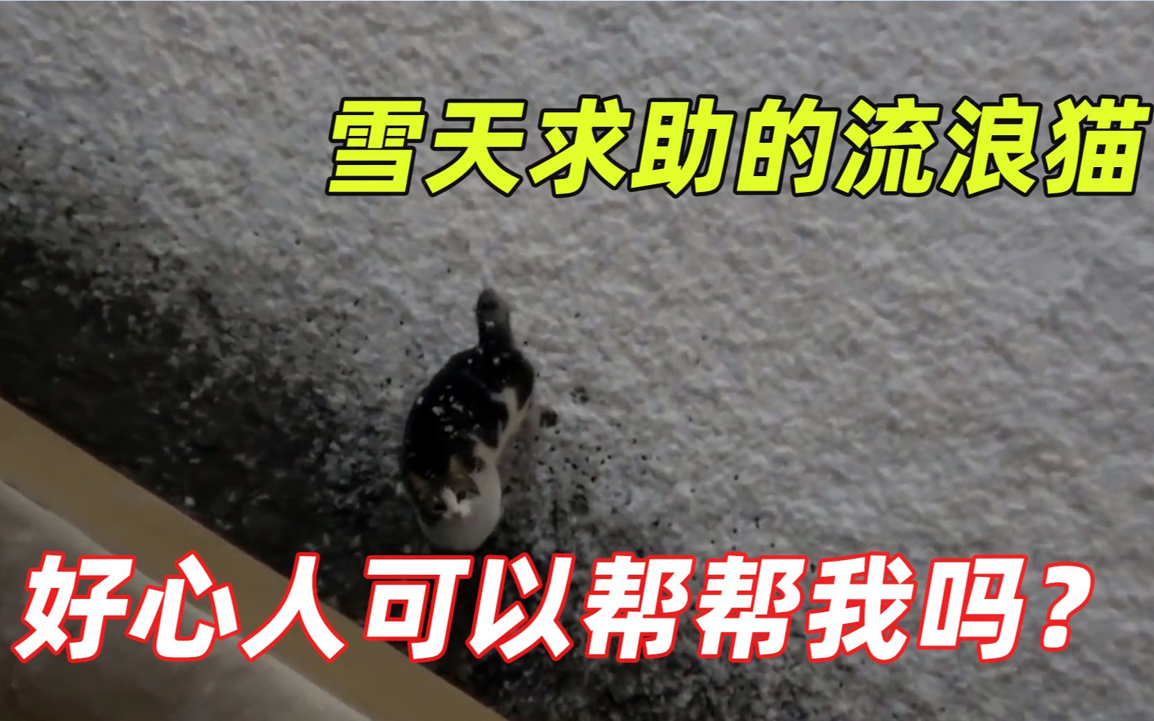 [图]一只流浪猫在大雪天救助，或许我们小小的举动就可以挽救一条生命