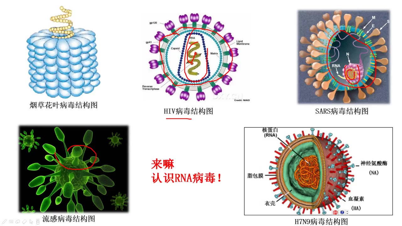 高中生物中的病毒知识哔哩哔哩bilibili