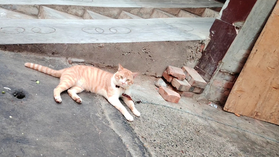 霸气侧漏的猫咪