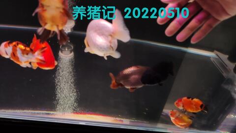 捞金鱼捞到爽 实现兰寿自由 哔哩哔哩 Bilibili