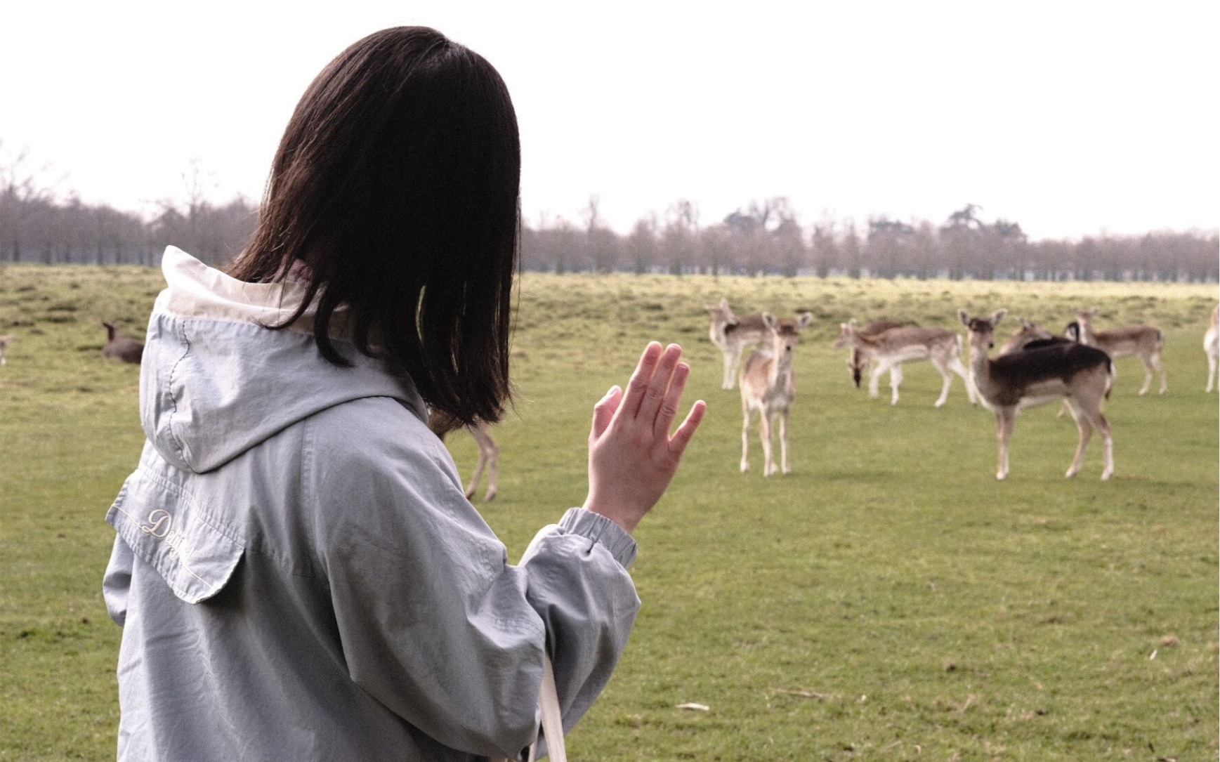 [图]【Vlog】伦敦寻鹿记 Bushy Park & Home Park