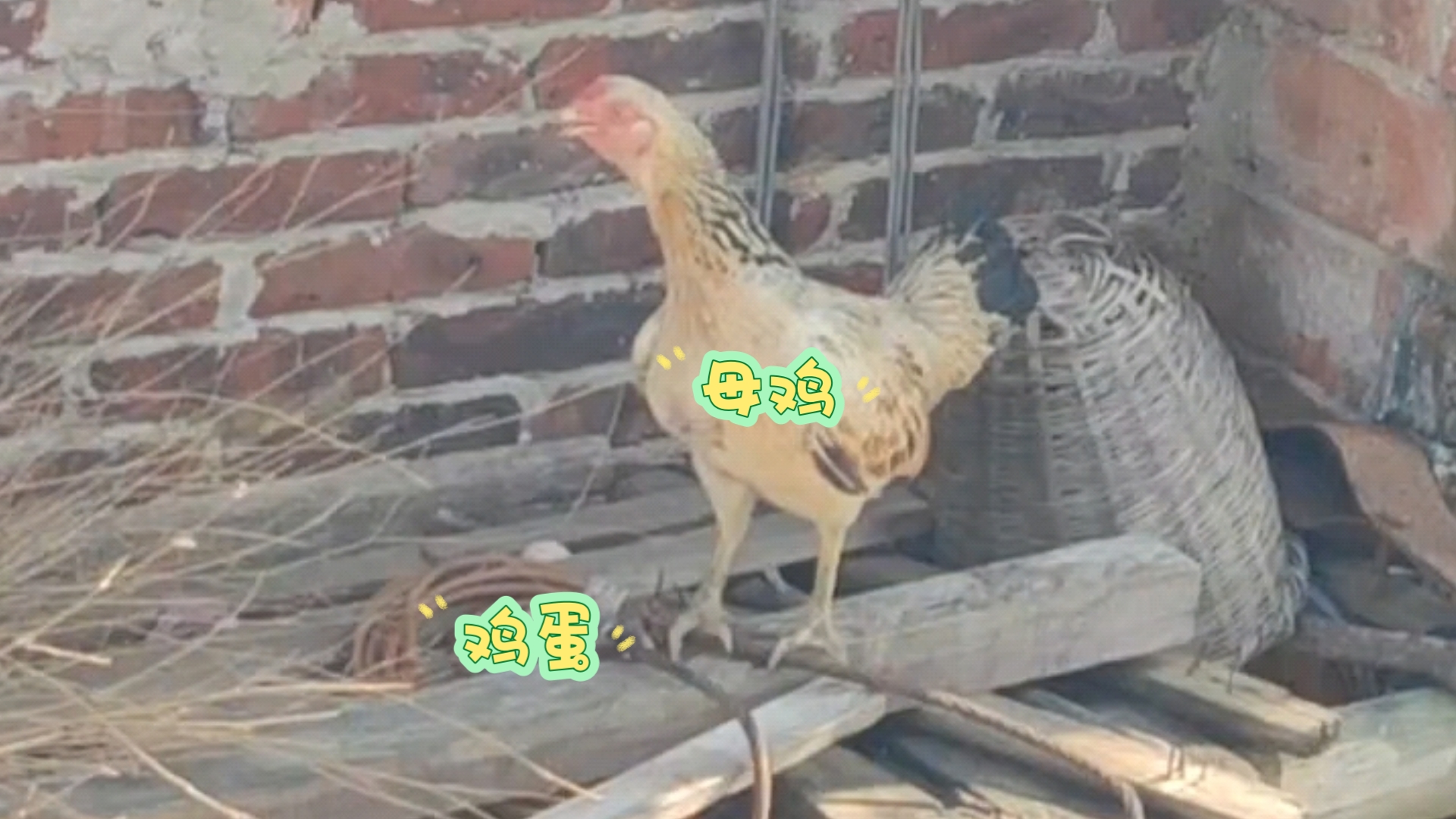 母鸡"咯咯咯",偷偷藏了鸡蛋要抱窝!位置选得太好,蛋都挪不动了!