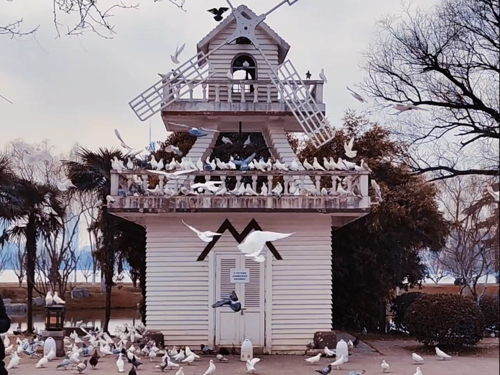 情侣园的鸽子完全不输音乐台哒