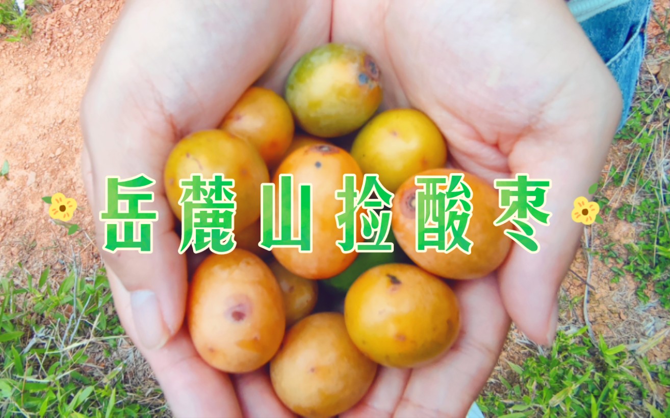 最近很火的岳麓山捡酸枣