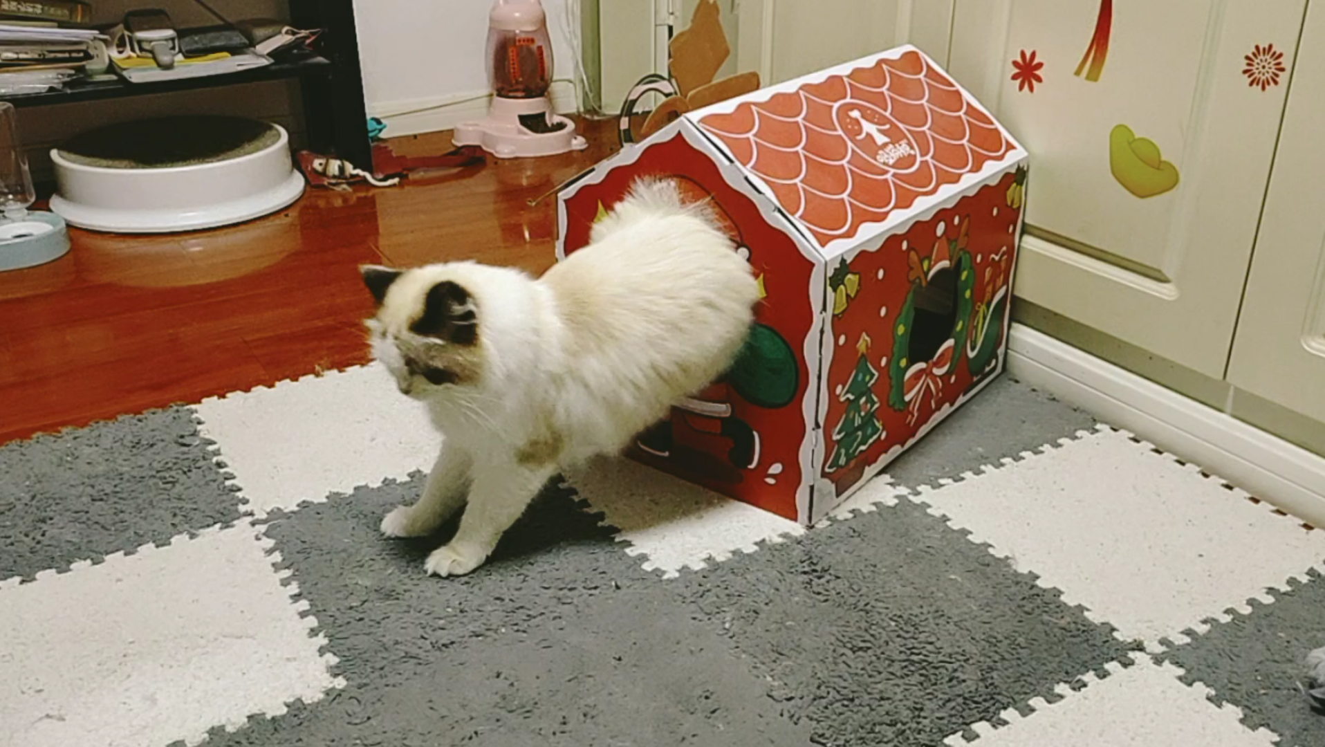 芒果到家一周年纪念日,记录一些小猫的沙雕可爱瞬间