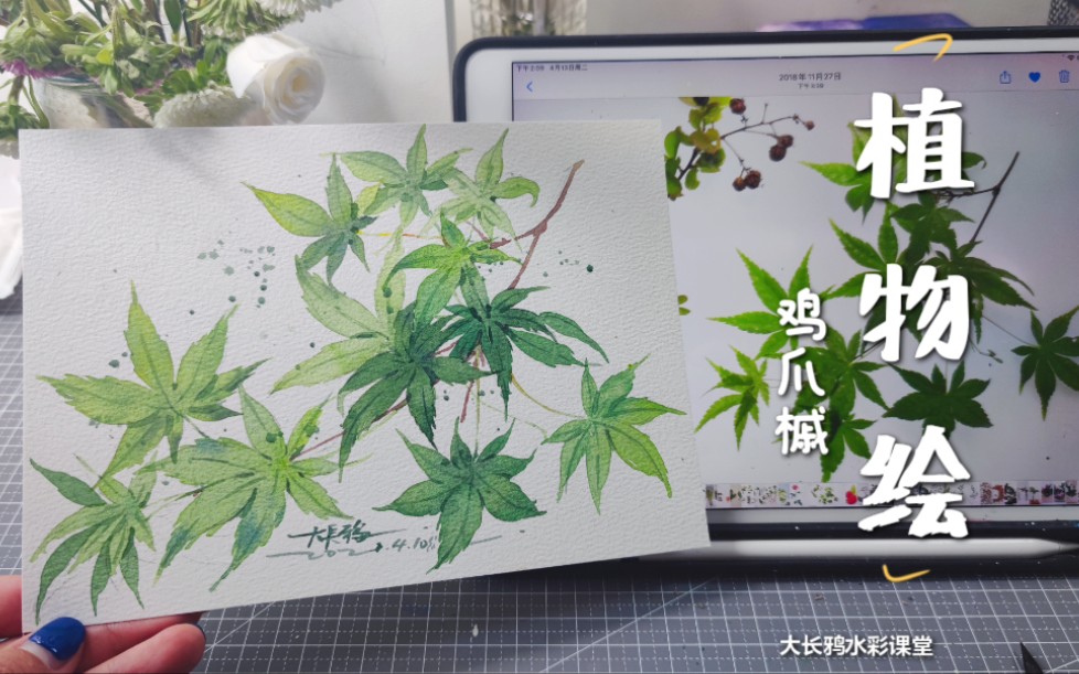 【水彩教程】植物绘鸡爪槭过程分享(附线稿)哔哩哔哩bilibili