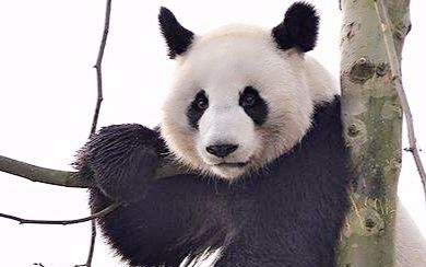 2014年郑州动物园公布大熊猫"锦意"死因:细菌合并弓形虫感染 致心肺
