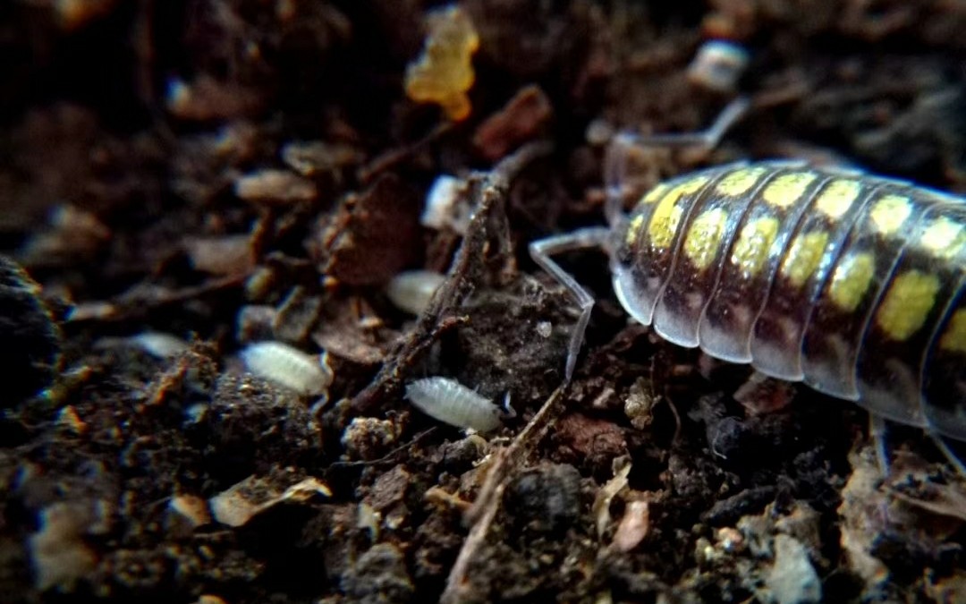 宠物鼠妇开箱视频porcelliohassi和porcelliolaevisdairycow