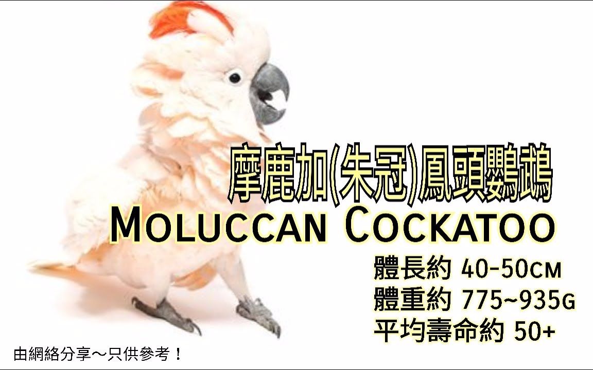 鹦鹉品种分享介绍 ~摩鹿加(朱冠)凤头鹦鹉 (Moluccan Cockatoo)哔哩哔哩bilibili