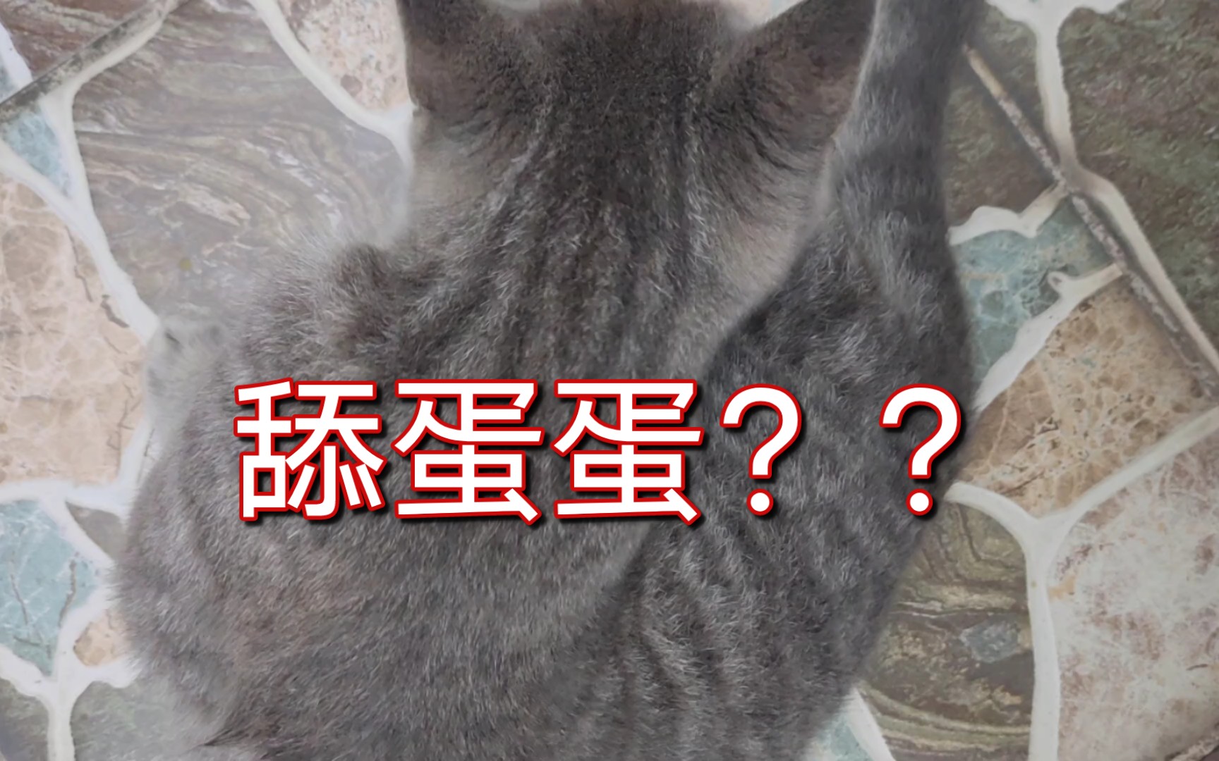 它居然在舔蛋蛋