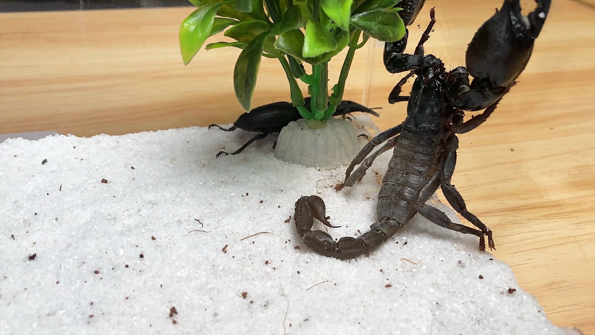 中华锹甲全身是壳无处下手,蝎子连续攻击无果后秒怂,原来你是这样的