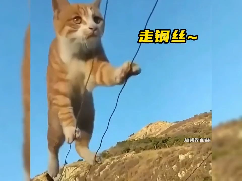 [图]身怀绝技的猫咪，谁家小猫没个绝活啊