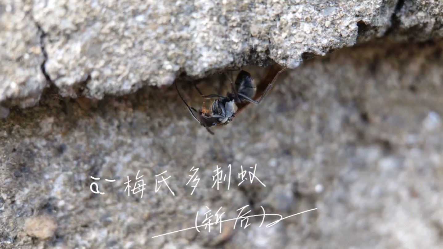 梅氏多刺蚁(新后)