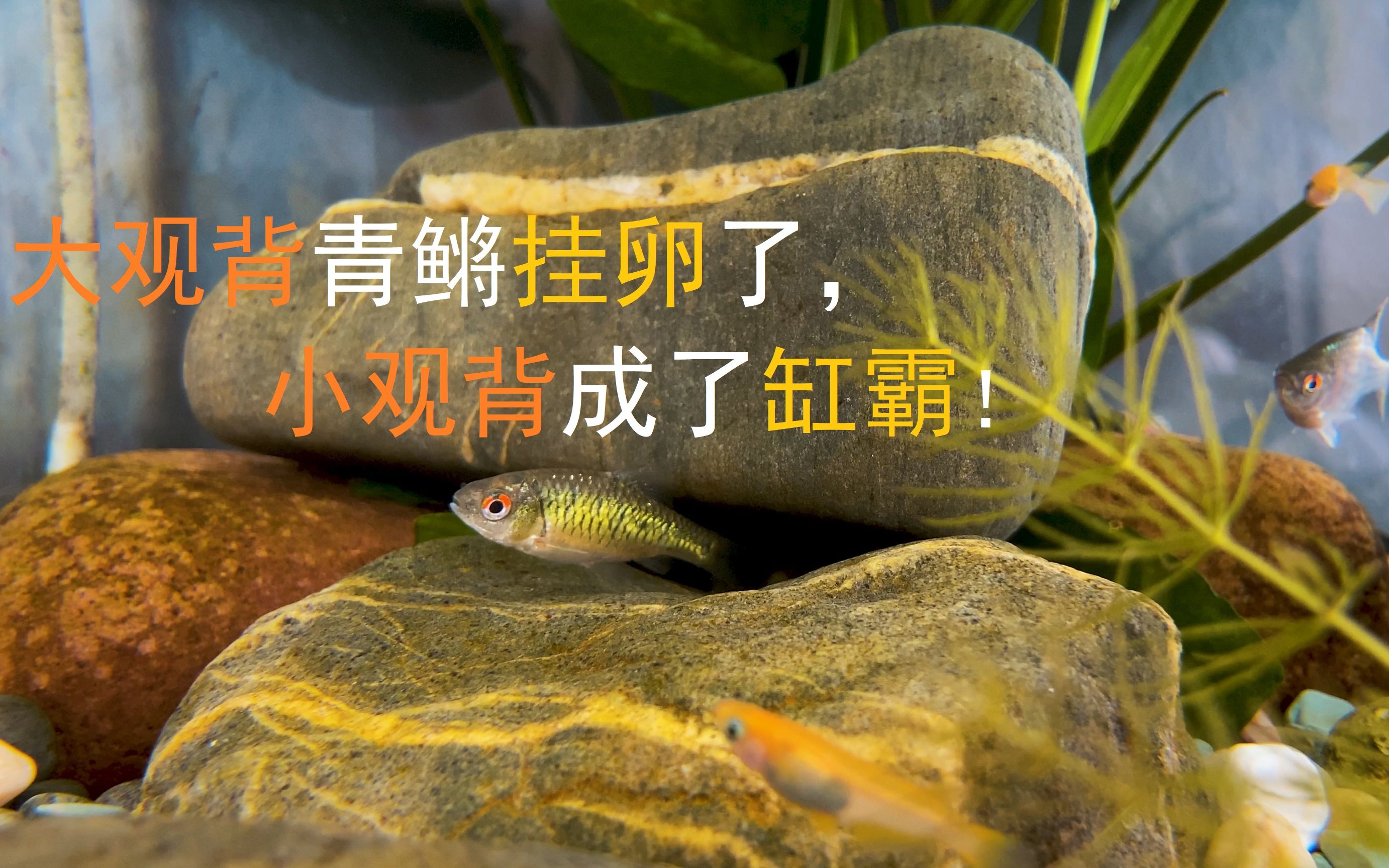 【观背青鳉】观背青鳉挂卵了,幸存小观背成了缸霸 by iphone 11