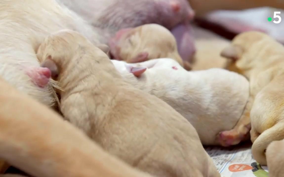 【拉布拉多犬】宝宝降生全过程,狗妈妈很信赖主人