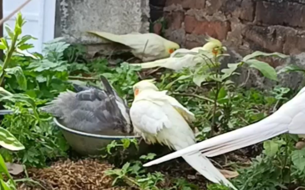 [图]【玄凤鹦鹉】鸳鸯锅