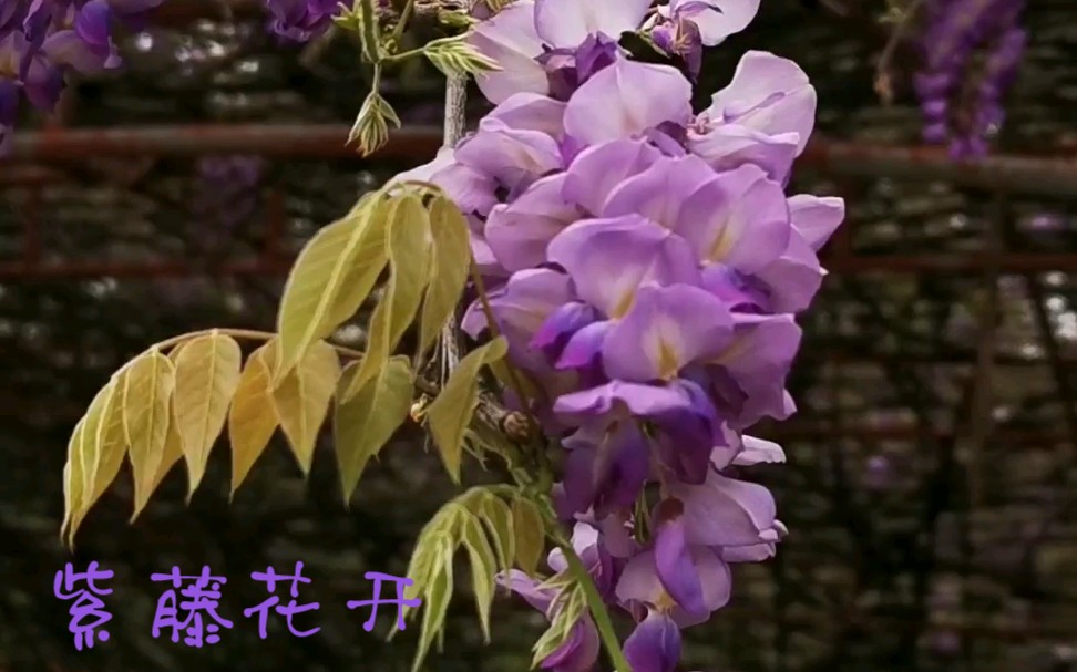 [图]莱芜天后宫紫藤花开