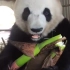 熊猫吃竹子太可爱了，网友：这才是吃播主持